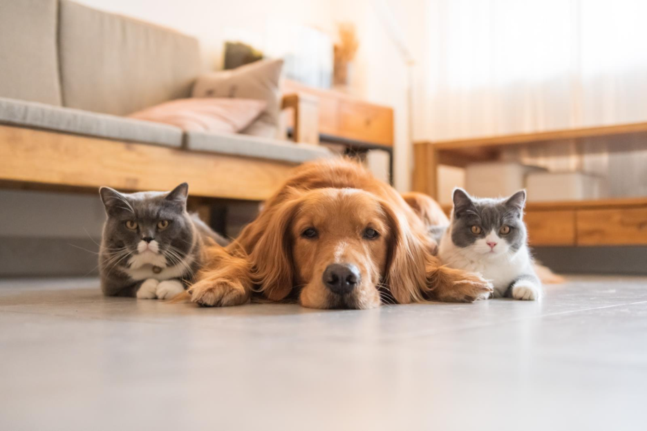 Therapy Animals and Their Quiet Power